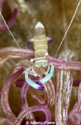 Anemone's shrimp by Alberto D'este 